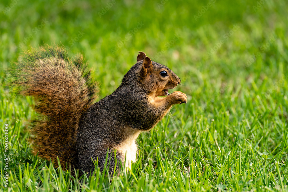 Squirrel Eichhörnchen auf Wiese details Squirrel Eichhörnchen auf Wiese details