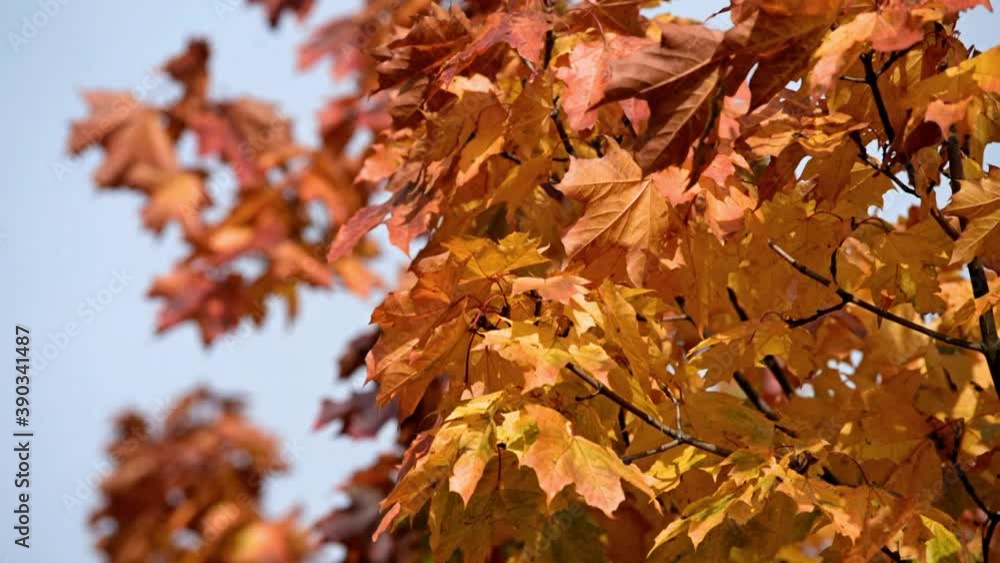Autumn background-yellow maple leaves in the city Park
Autumn background-yellow maple leaves in the city Park