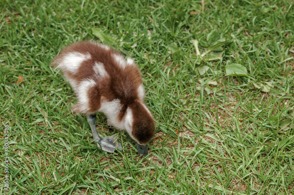 Ruddy Shelduck (Tadorna ferruginea) duckling in park, Moscow, Russia Ruddy Shelduck (Tadorna ferruginea) duckling in park, Moscow, Russia