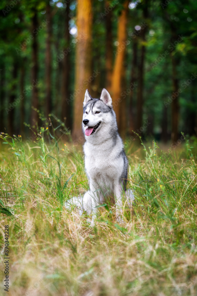 A young Siberian Husky sitting in a green grass in a forest. She has amber eyes, grey and white fur. There are a lot of trees with brown trunks in the background. A young Siberian Husky sitting in a green grass in a forest. She has amber eyes, grey and white fur. There are a lot of trees with brown trunks in the background.