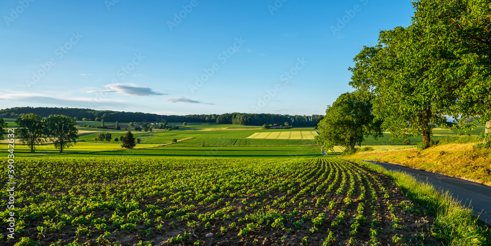 Beautiful landscape with colorful, light and shadow during sunset of rural landscap near of near Mulhouse in eastern France, close to the Swiss and German borders. Rural road. Color in nature.