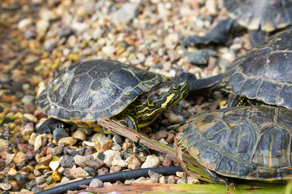 Trachemys scripta turtle with yellow belly and red ears. Wild turtle in nature on the beach flock Trachemys scripta turtle with yellow belly and red ears. Wild turtle in nature on the beach flock