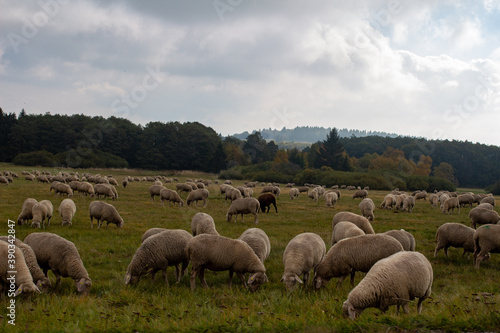 Schafherde Schäfer in der Röhn mit wolken 