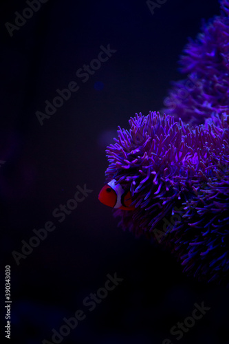 coral, nemo, travel, sea, fish, 