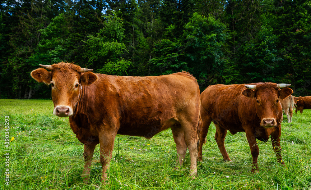Cows in a rural field, enjoying themselves. Grazing cows in pasture. Herd of cows at summer green field. Cows in a rural field, enjoying themselves. Grazing cows in pasture. Herd of cows at summer green field.