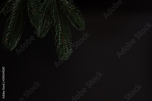 fir branches on a black background. place for inscription and text.