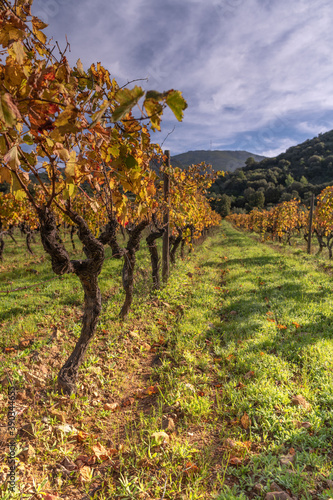 Autumnal light in the vineyards of Corsica