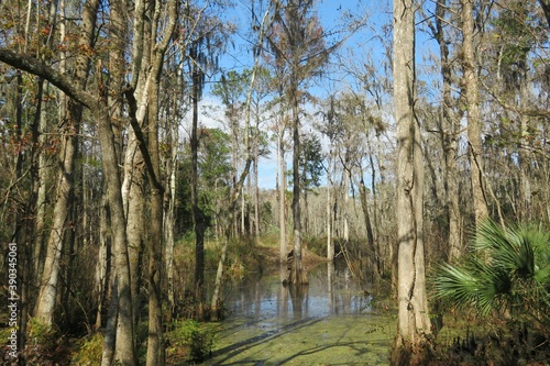Φωτογραφία Beautiful landscape on the marshes and forest of North Florida nature
