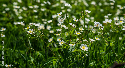 Backgrounds  blur grassy flowers. Vintage background little flowers  nature beautiful  toning design spring nature  sun plants. Flower field.