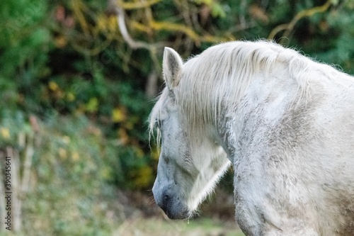 portrait of white horse in the grass