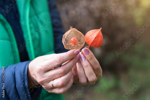Картината върху платно Physalis peruviana fruit, ripe goldenberries with dry leaves in female hands