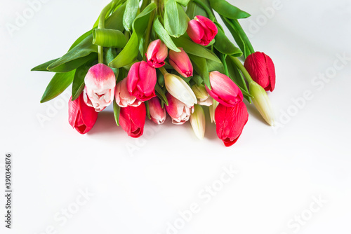 Bunch of fresh red  pink and white tulips on white background. Space for text