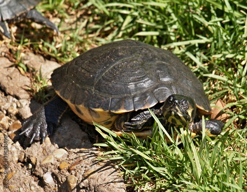 Water turtle in a meadow by the pond