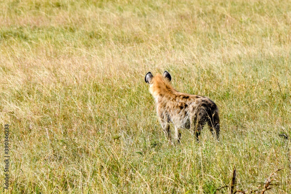 portrait of hyena in the savannah portrait of hyena in the savannah