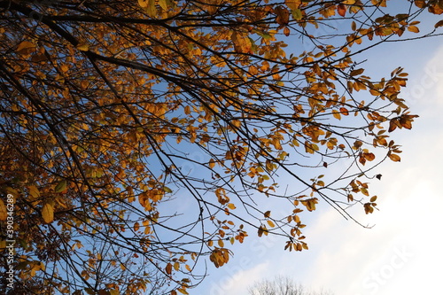 Fototapeta Naklejka Na Ścianę i Meble -  Drzewo