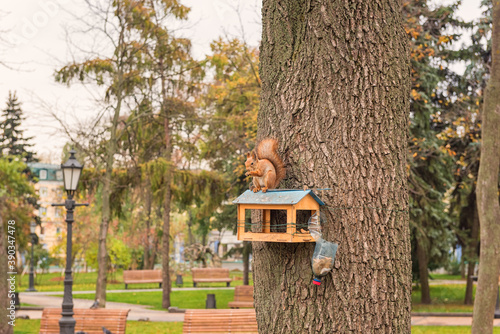 Squirrel at autumn city park, park Volodymyrska Hirka or Saint Volodymyr Hill, Kyiv (Kiev), Ukraine