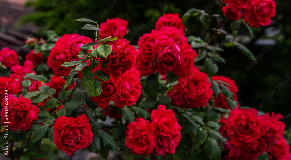 Red roses in the garden. Nature background. Red roses in the garden. Nature background.