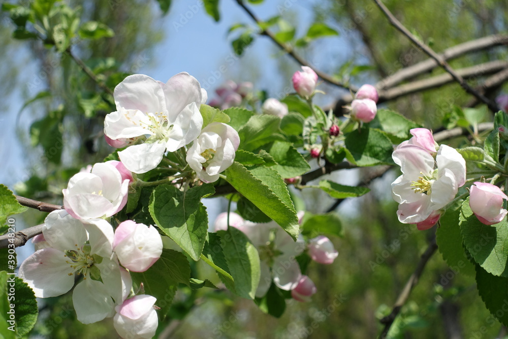 Vibrant green leaves and light pink flowers of apple tree in April Vibrant green leaves and light pink flowers of apple tree in April