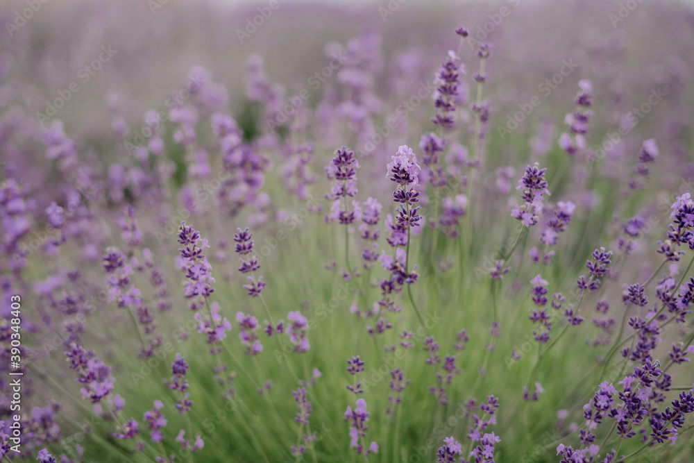 Fototapeta premium Lavender Bloom Season Flowers Countryside Closeup