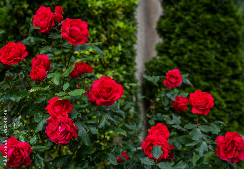 Red roses in the garden. Nature background.