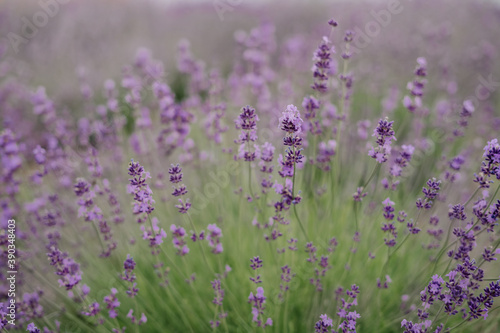 Lavender Bloom Season Flowers Countryside Closeup