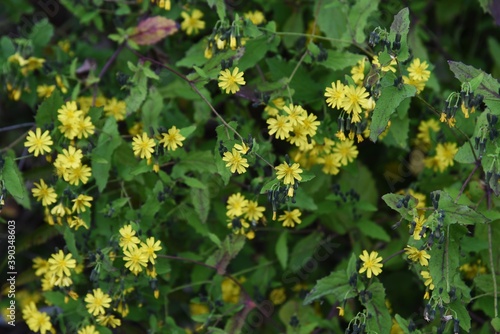 Youngia denticulata flowers / Asteraceae grass photo