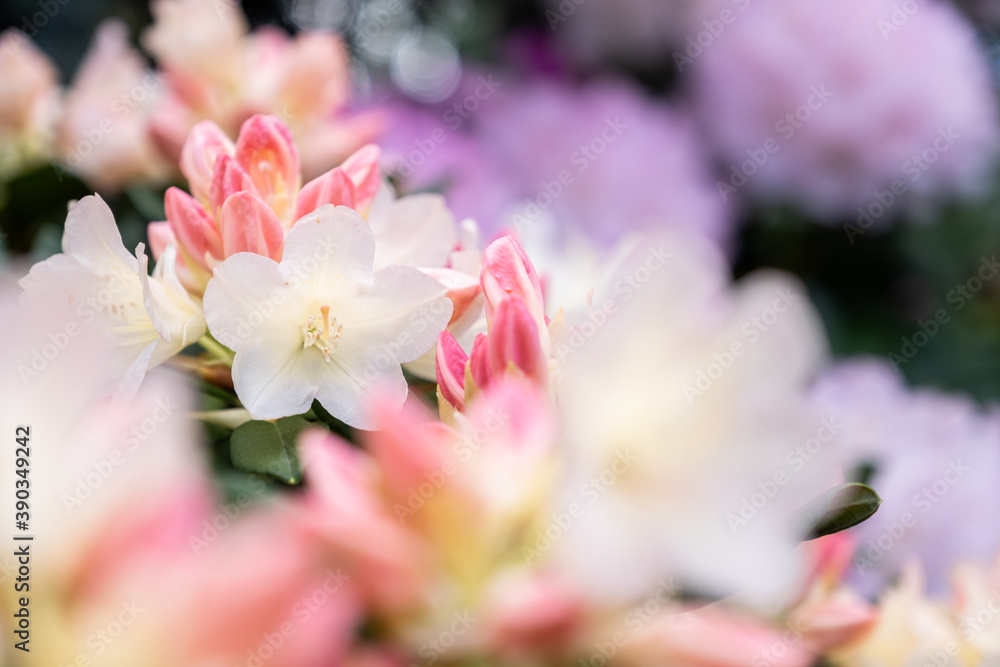 Rhododendron flowers in spring. Garden plant bloom in spring.