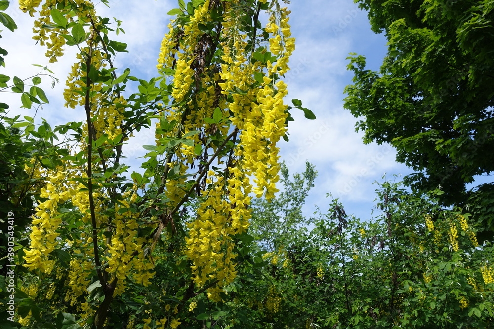 Upright branches of blossoming Laburnum anagyroides against the sky in May Upright branches of blossoming Laburnum anagyroides against the sky in May