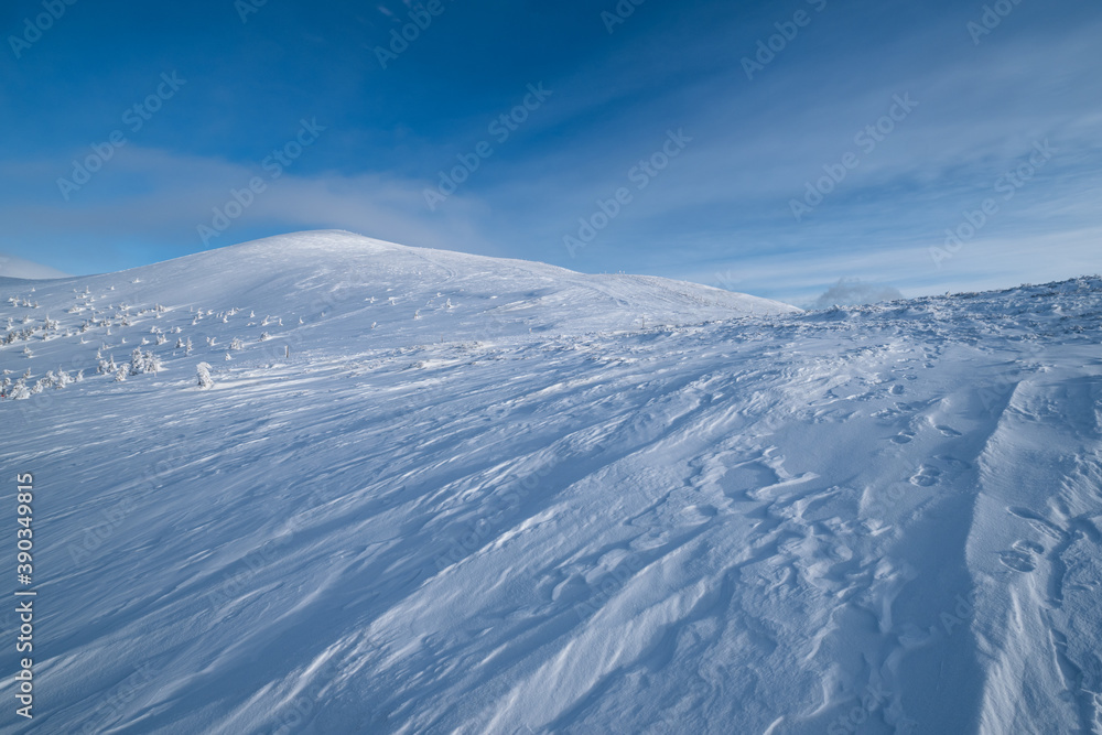 Snow covered fir trees on snowy mountain plateau, tops with snow cornices in far. Magnificent sunny day on picturesque beautiful alps ridge. Snow covered fir trees on snowy mountain plateau, tops with snow cornices in far. Magnificent sunny day on picturesque beautiful alps ridge.