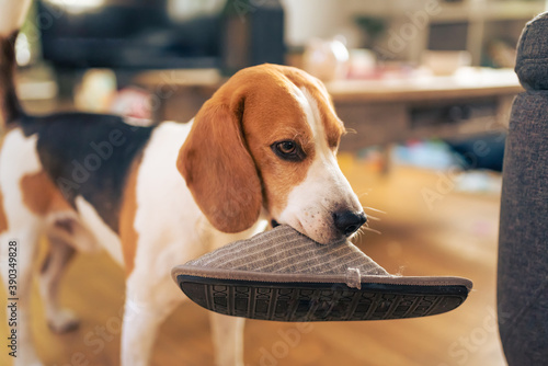 Dog holding a slipper in mouth. Standing indoors