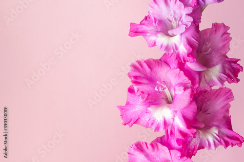 Double inflorescence of pink gladiolus on a pastel background. Beautiful flower close up