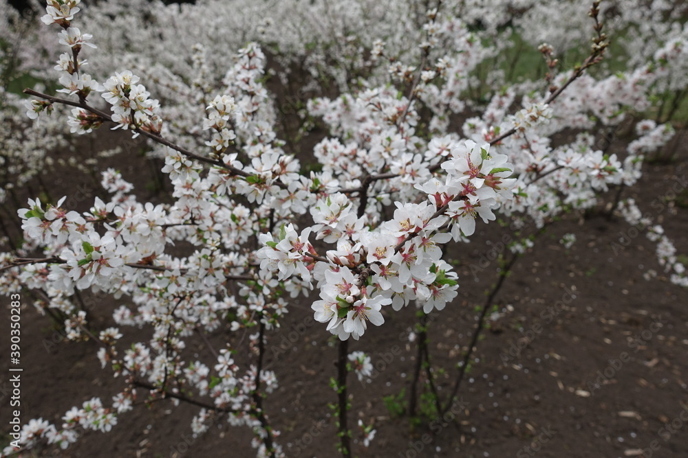 Prunus tomentosa bush in full bloom in April Prunus tomentosa bush in full bloom in April