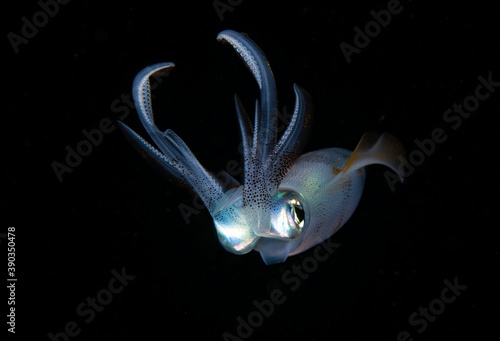 Bigfin Reef Squid - Sepioteuthis lessoniana. Black water diving - night dive. Amazing underwater world of Tulamben, Bali, Indonesia.