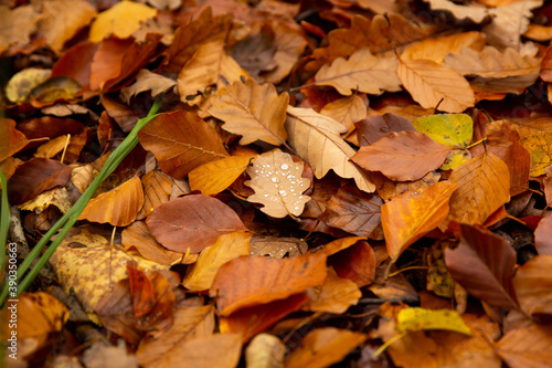 Water drops on oak leaves
