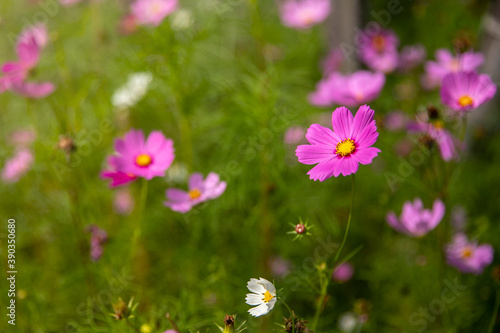 Purple, pink, cosmos flowers in the garden background in vintage style soft focus.
