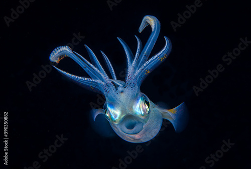 Bigfin Reef Squid - Sepioteuthis lessoniana. Black water diving - night dive. Amazing underwater world of Tulamben, Bali, Indonesia.