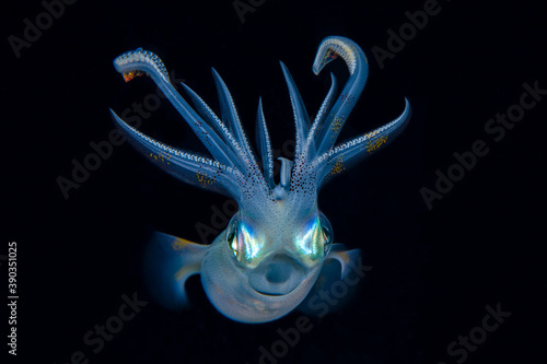 Bigfin Reef Squid - Sepioteuthis lessoniana. Black water diving - night dive. Amazing underwater world of Tulamben, Bali, Indonesia.