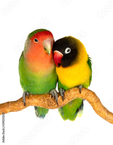 Couple of lovebirds