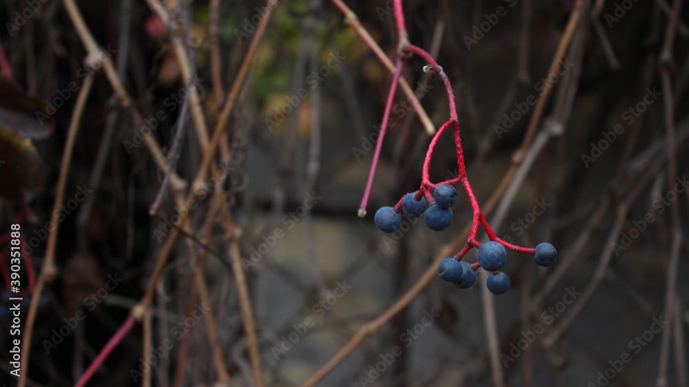 Autumn background. Wild berries of wild grapes are woven on the fence, bright red branches. Bokeh. Autumn background. Wild berries of wild grapes are woven on the fence, bright red branches. Bokeh.