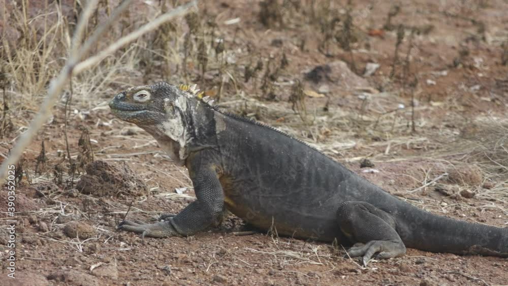 Pan of Land Iguana Turning to Camera on Dry Desert Floor of North Seymour Island, Galapagos Pan of Land Iguana Turning to Camera on Dry Desert Floor of North Seymour Island, Galapagos