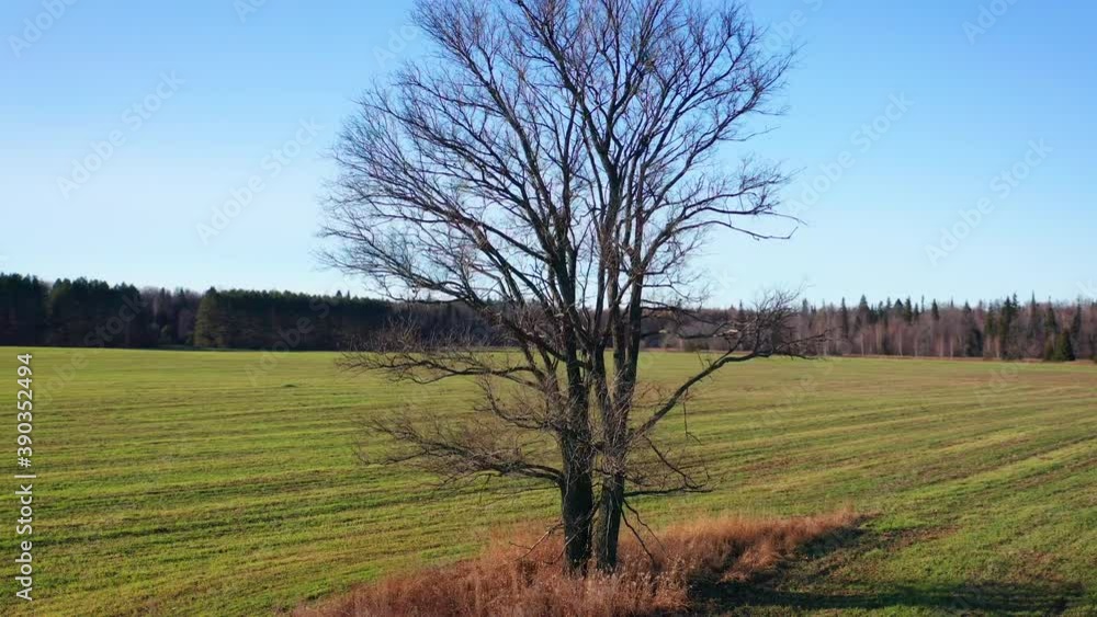 Autumn tree. Orbiting flight around the autumn tree with green lush grass around it Autumn tree. Orbiting flight around the autumn tree with green lush grass around it