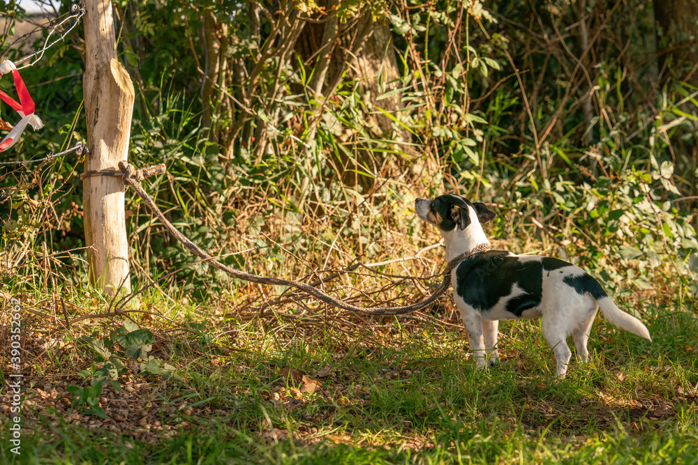 Sad Jack Russell Terrier, dog left alone in a forest, tied with a rope to a tree. Consept animal cruelty Sad Jack Russell Terrier, dog left alone in a forest, tied with a rope to a tree. Consept animal cruelty
