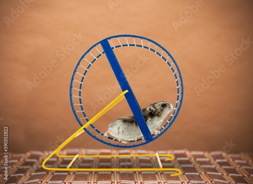 Cute hamster running in circle on the table