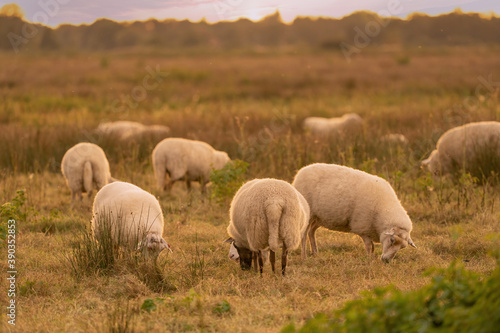 Dutch sheep eat fresh green grass during sunrise on the field in autumn with sun in the back