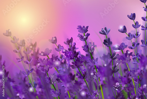 Violet lavender field. Flowers lavender and sunset glitter over. Blooming Violet fragrant lavender flowers. Illustration with for perfumery, health products, wedding. France. Vector illustration