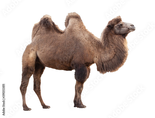 Camel isolated on white background.  An even-toed ungulate in the genus Camelus.