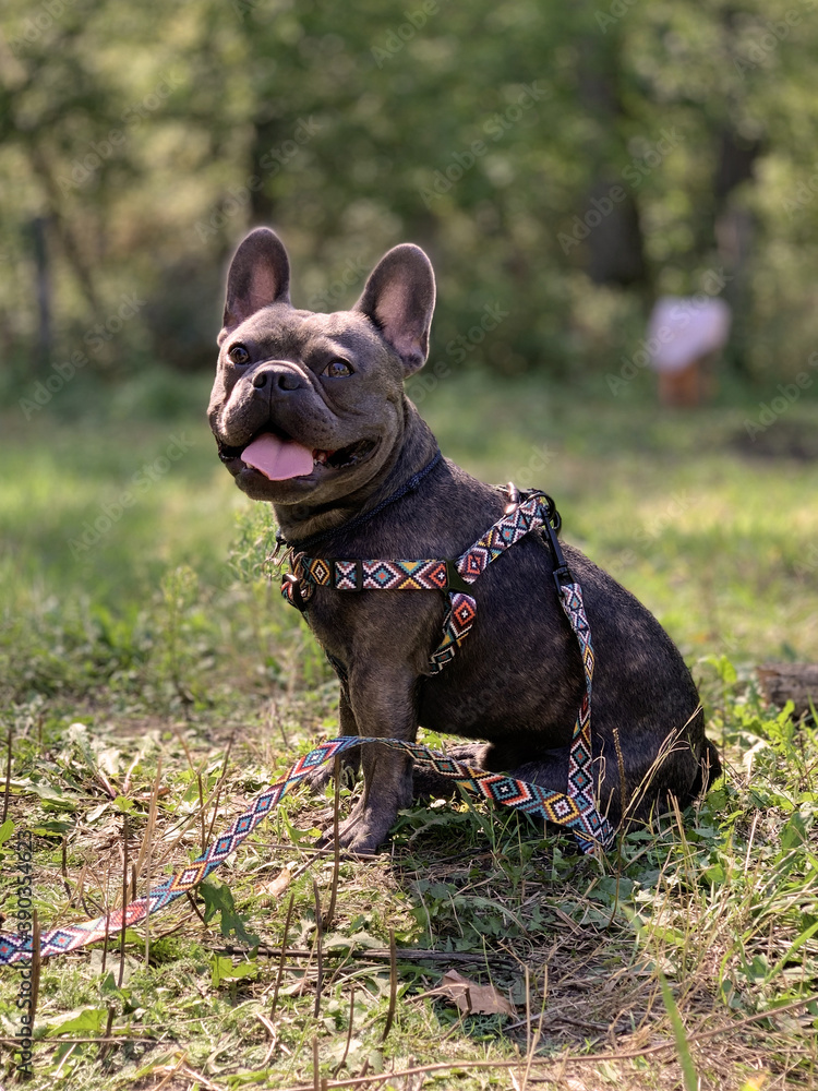 french bulldog puppy in the park french bulldog puppy in the park