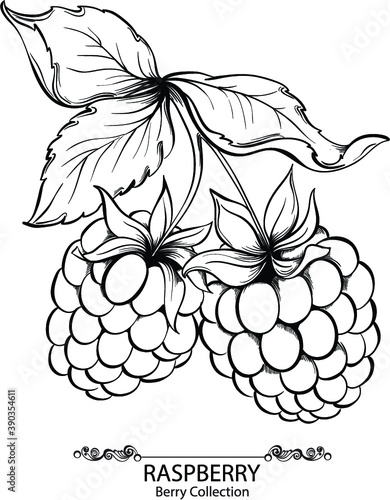 Raspberry. Vector illustration of ink hand drawn berry
