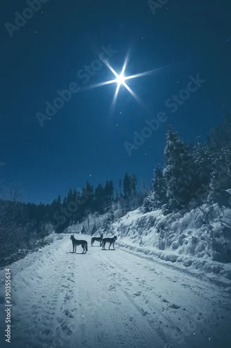 Fototapeta samoprzylepna Wilczaki czechosłowackie