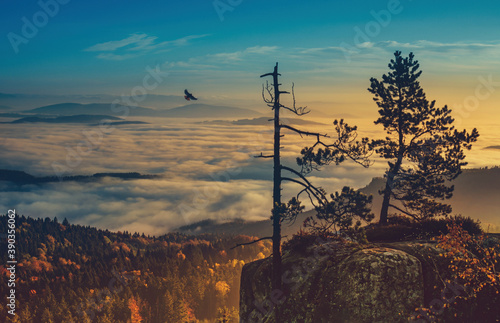 Ranny Ptaszek na Szczelińcu w Górach Stołowych © Cris Froese Pics